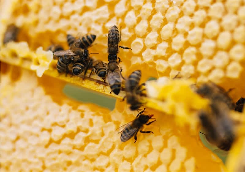 Bienen auf Bienenwabe