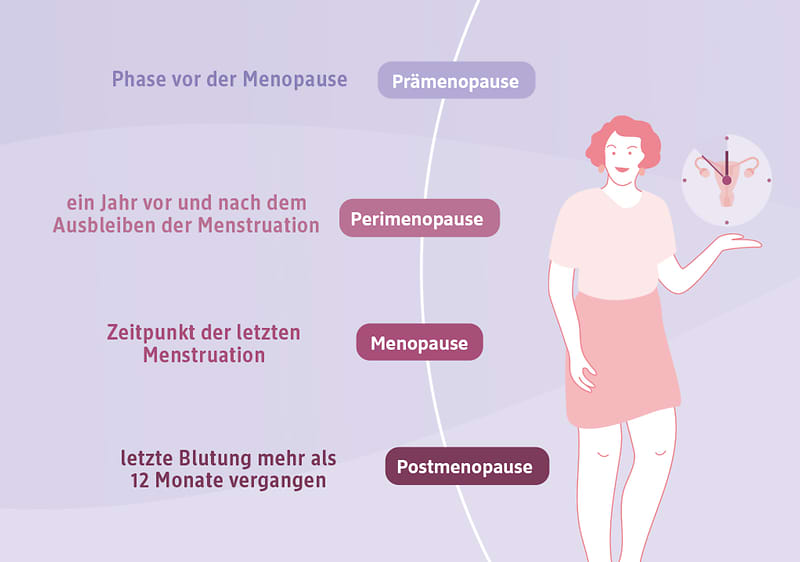 Infografik zu den 4 Phasen der Wechseljahre