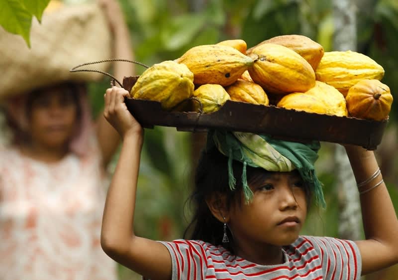 Kind trägt eine Schale voller Kakao Pflanzen auf dem Kopf