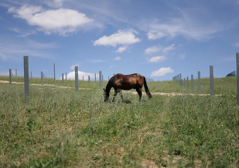 Ein Pferd grast auf dem Feld der neuen Agri-Photovoltaikanlage in Gaweinstal.