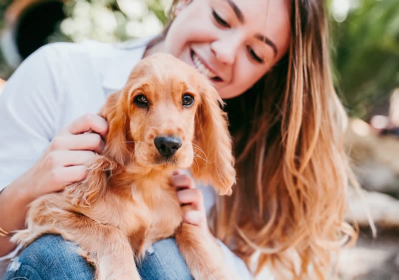 Kokosöl zur Fellpflege bei Hunden