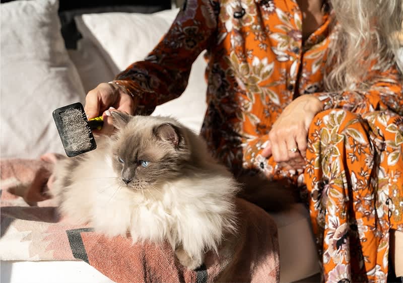 Person bürstet eine flauschige Katze auf einem Sofa