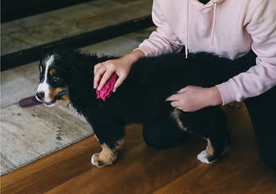 Person bürstet einen Hund auf einem Holzboden