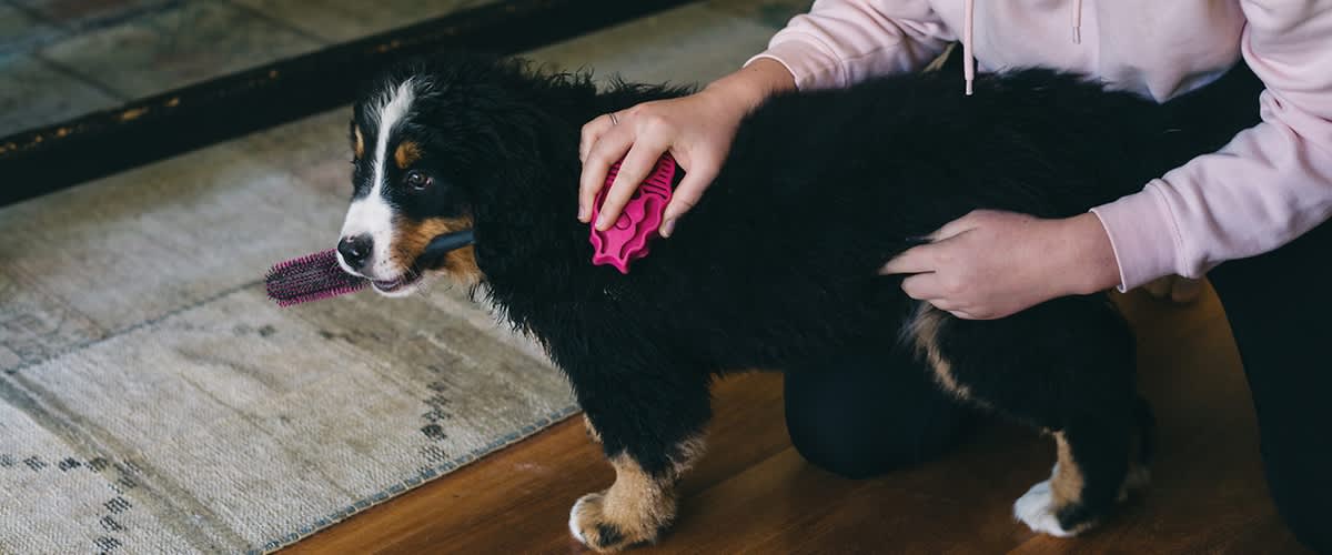 Person bürstet einen Hund auf einem Holzboden