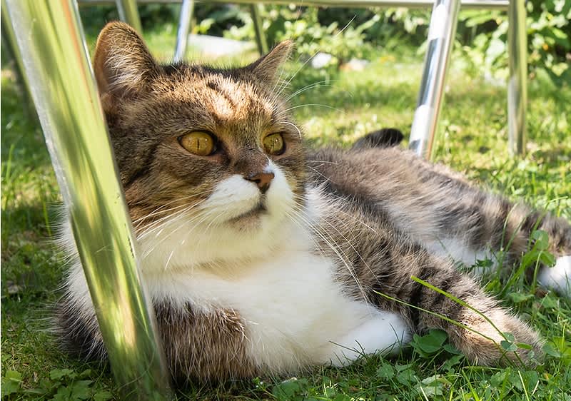 Katze auf Rasen im Schatten