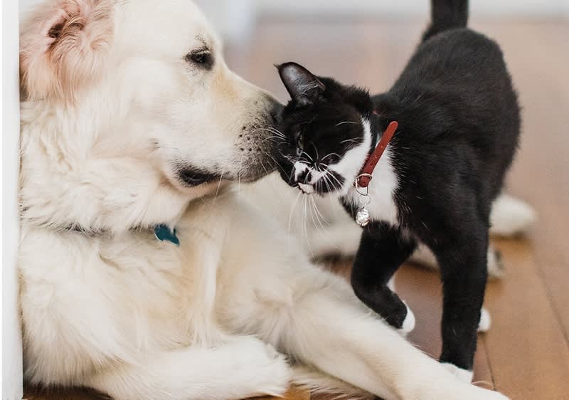 Hund und Katze liebhaft zusammen