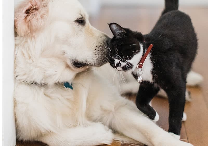 Hund und Katze liebhaft zusammen