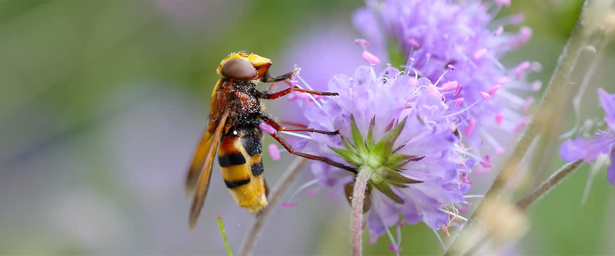 Calabrone su fiore viola 