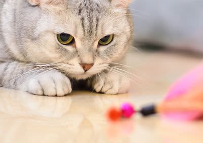 Katze beim Spielen