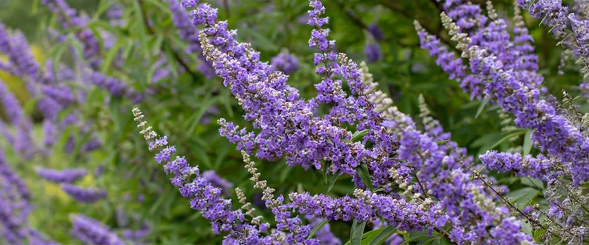 Fliederfarbene Blüten des Mönchspfeffers im Grünen