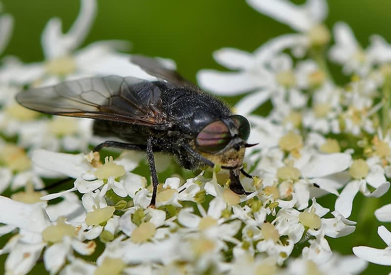 Fliege auf weißer Blume mit grünen Hintergrund