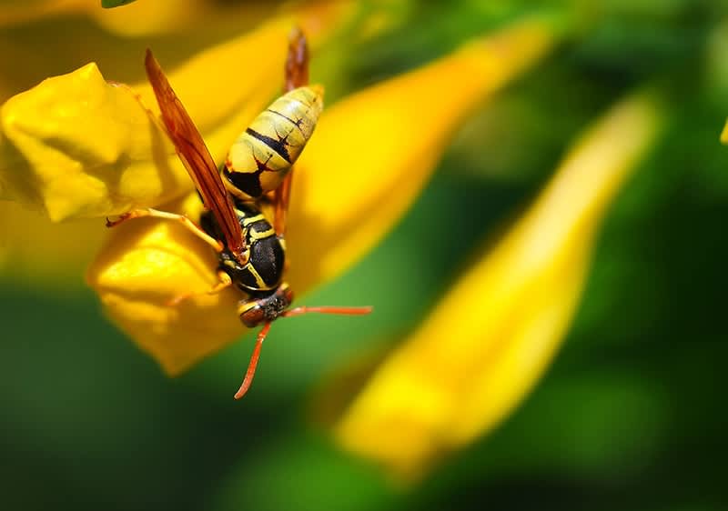 Hornisse auf gelber Blume mit unscharfem Hintergrund