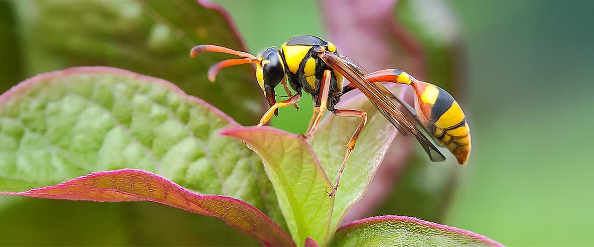 Wespe auf grünem Blatt mit bunten Streifen und unscharfem Hintergrund