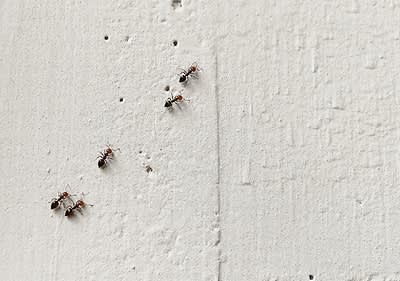 Ameisen auf einer weißen Wandoberfläche