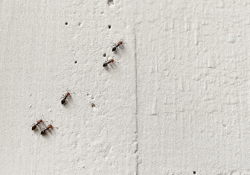 Ameisen auf einer weißen Wandoberfläche