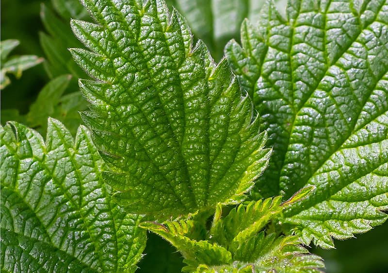 Brennnesselblätter in Nahaufnahme mit grüner Textur