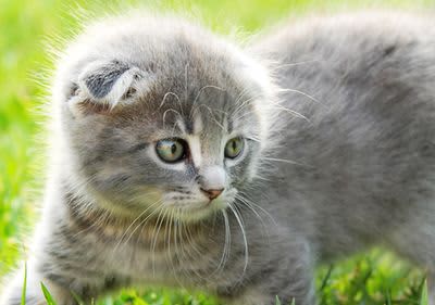 Babykatze im Grünen.