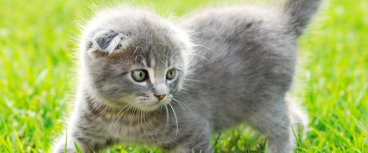 Babykatze im Grünen.