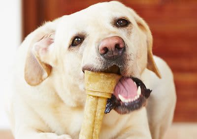 Hund mit Kauknochen.