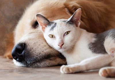 Hund und Katz kuscheln miteinander.