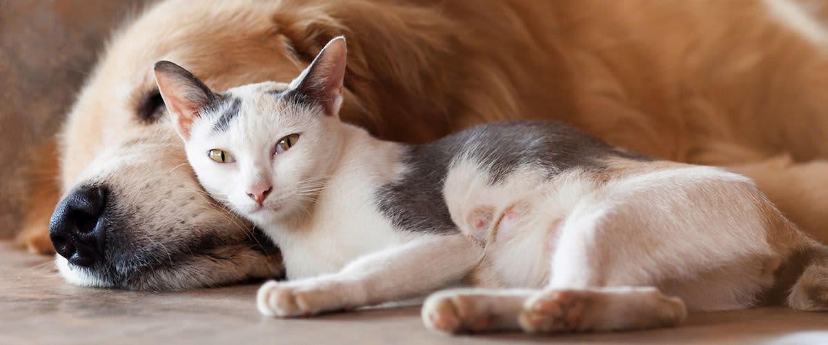 Hund und Katz kuscheln miteinander.