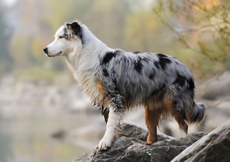 Hund auf Steinen