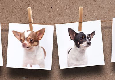 Hundefotos auf Wäscheleine