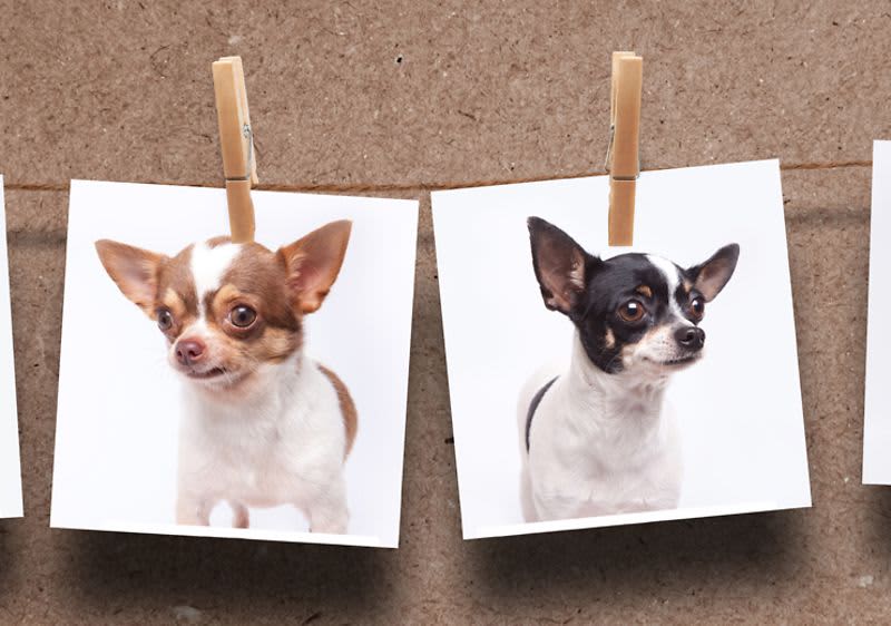 Hundefotos auf Wäscheleine