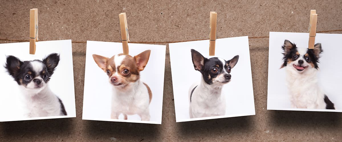 Hundefotos auf Wäscheleine