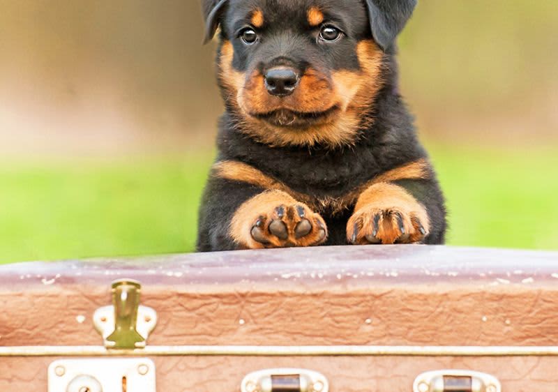 Welpe auf Reisekoffer