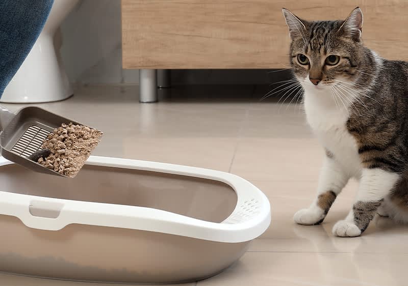 Mann reinigt Katzenklo