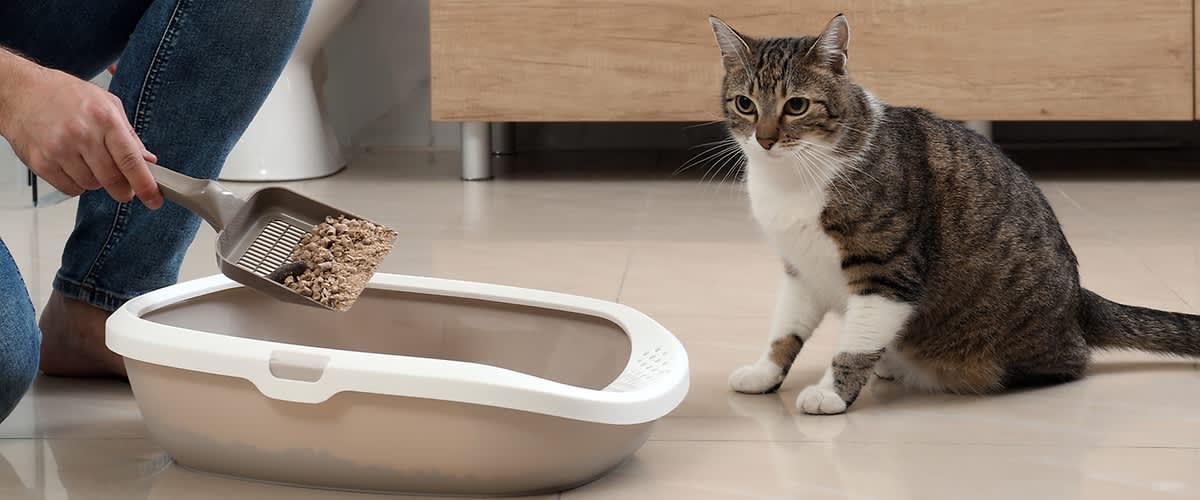 Mann reinigt Katzenklo