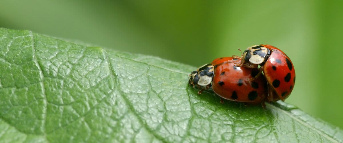 2 Marienkäfer bei der Fortpflanzung