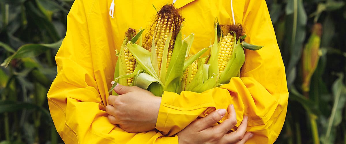 Mensch mit gelber Regenjacke und Mais in der Hand