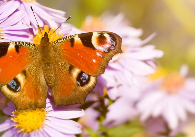 Schmetterling auf Blume
