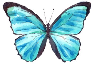 Schmetterlinng blau