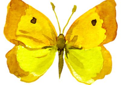 Schmetterling gelb