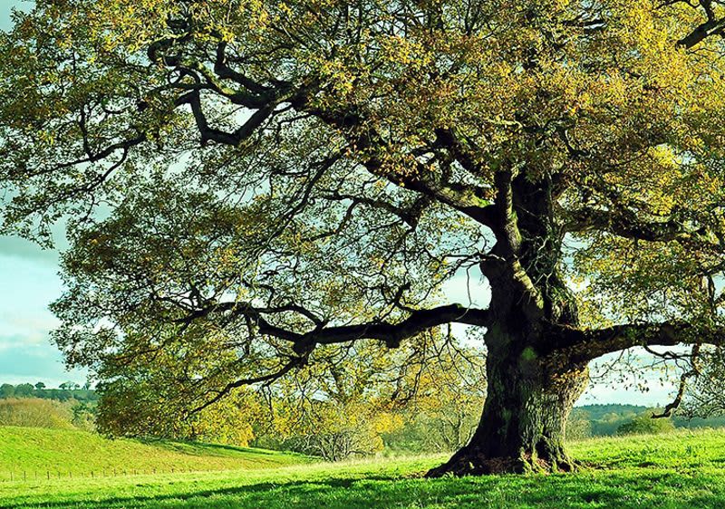 Baum auf Feld