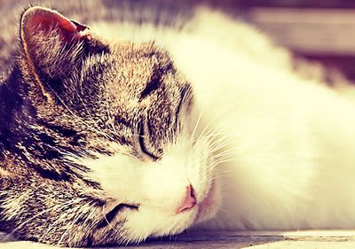 Schlafende Katze