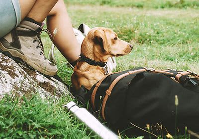 Wandern mit Hund