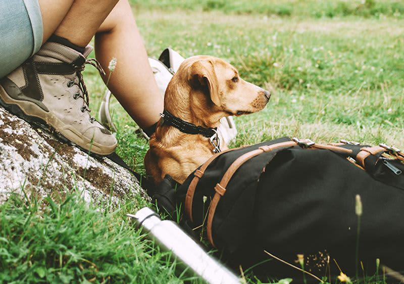 Wandern mit Hund