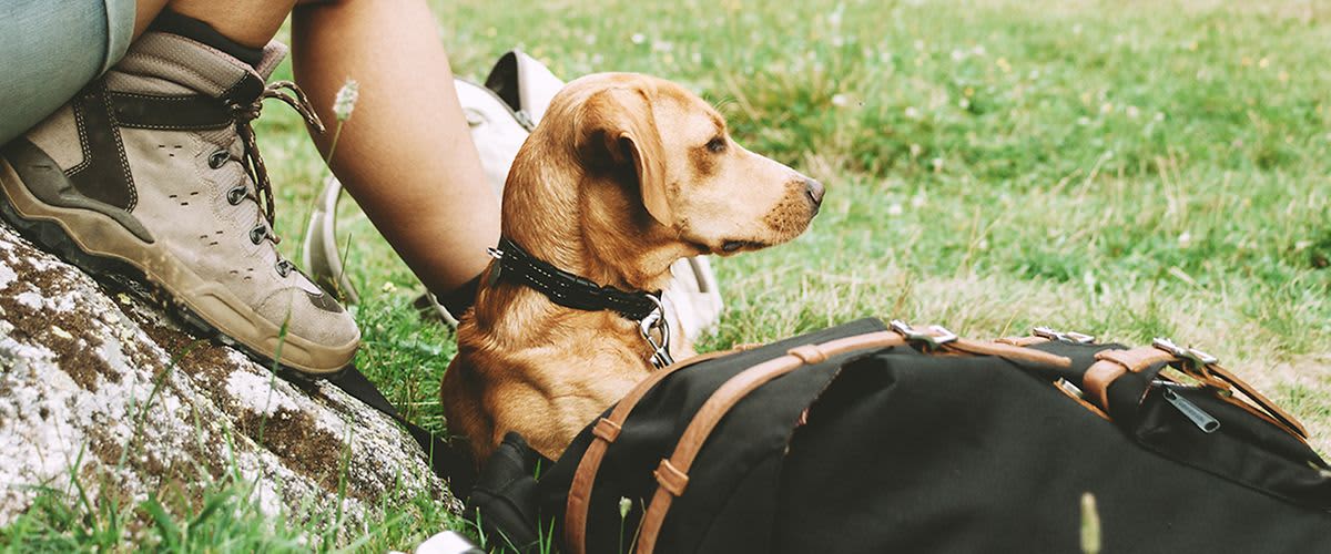 Wandern mit Hund