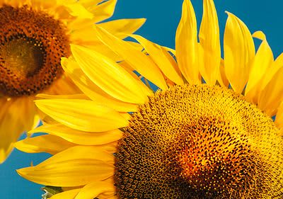 Sonnenblumen