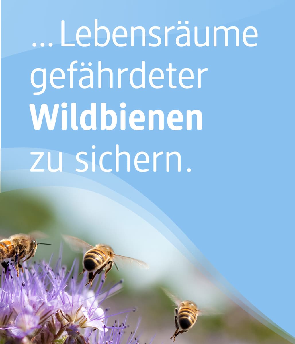 Du kannst unterstützen, Lebensräume gefährdeter Wildbienen zu sichern. 