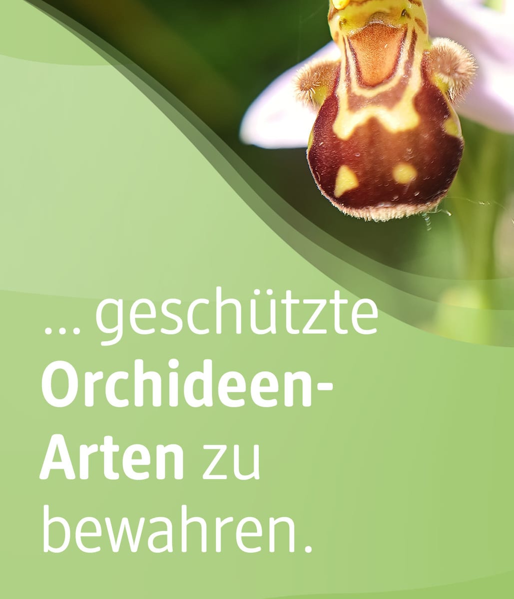 Du kannst unterstützen, geschützte Orchideenarten zu bewahren. 