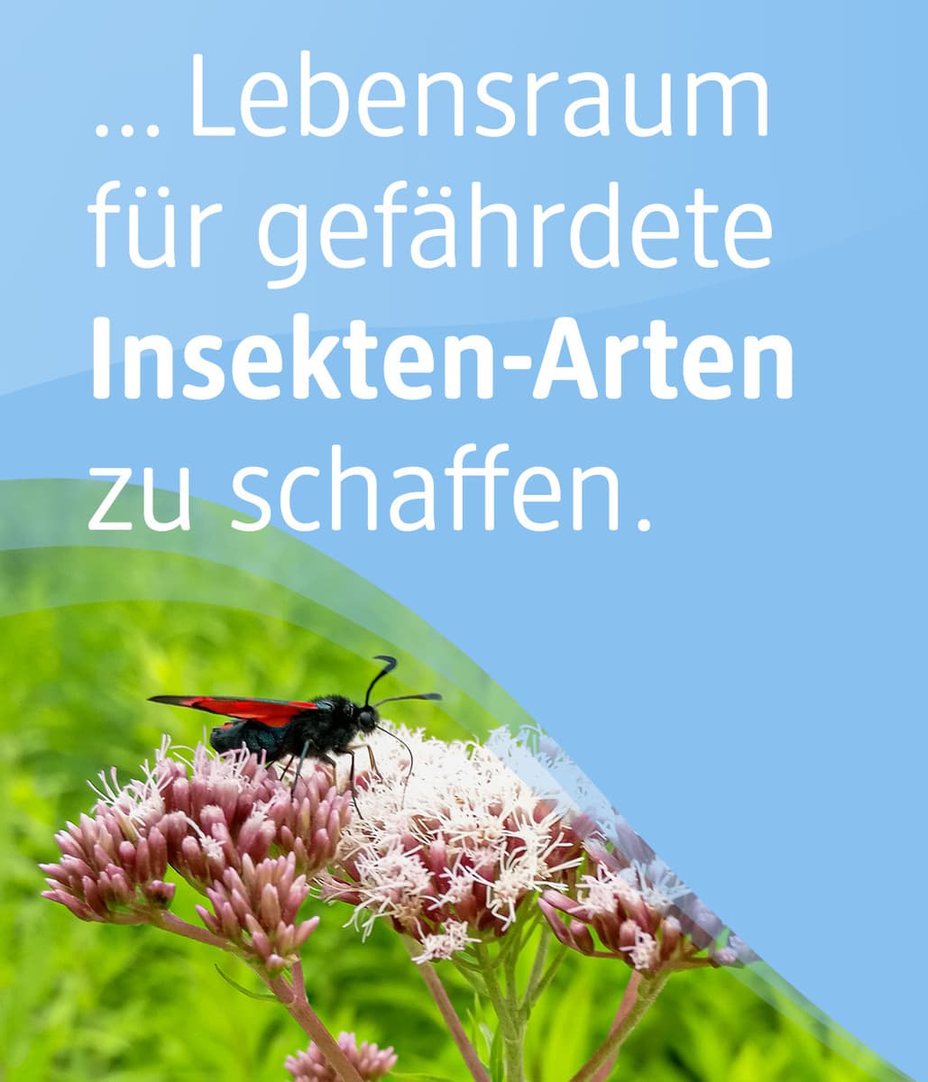 Du kannst unterstützen, Lebensraum für gefährdete Insekten-Arten zu schaffen. 