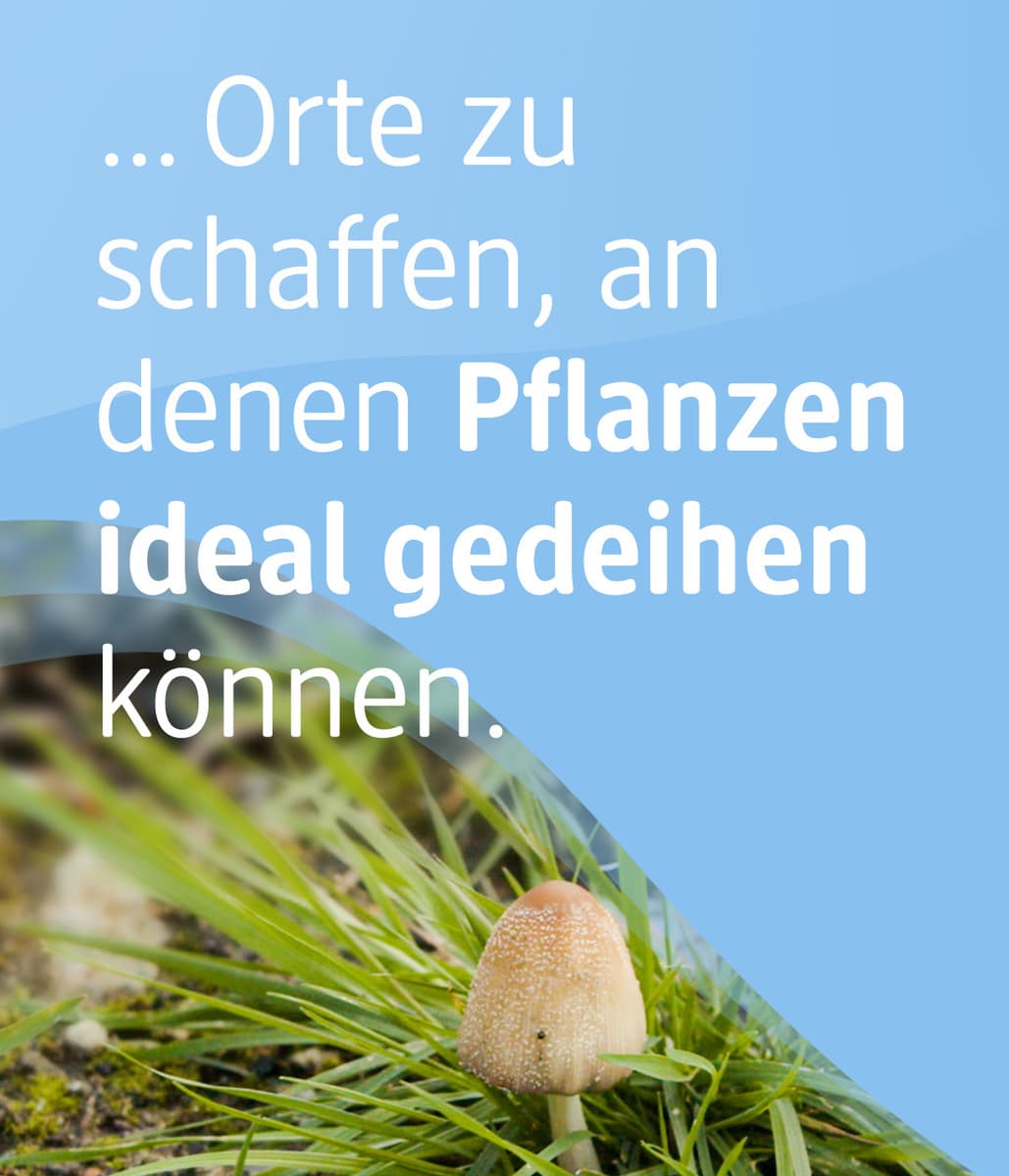 Du kannst unterstützen, Orte für Pflanzen zu schaffen. 