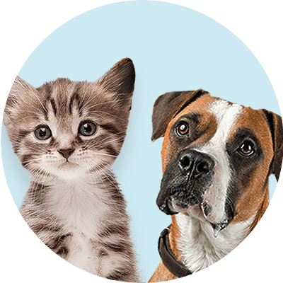 Eine Illustration zeigt eine grau gestreifte Katze und einen braun-weißen Hund vor einem hellblauen Hintergrund
