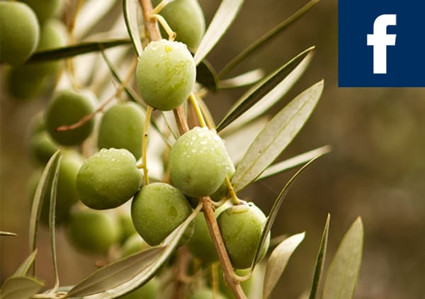 Grüne Oliven an einem Zweig mit Blättern, oben rechts das Facebook-Logo