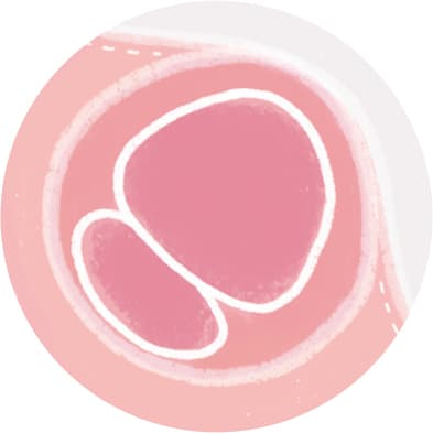 Schwangerschaftswoche 1-4